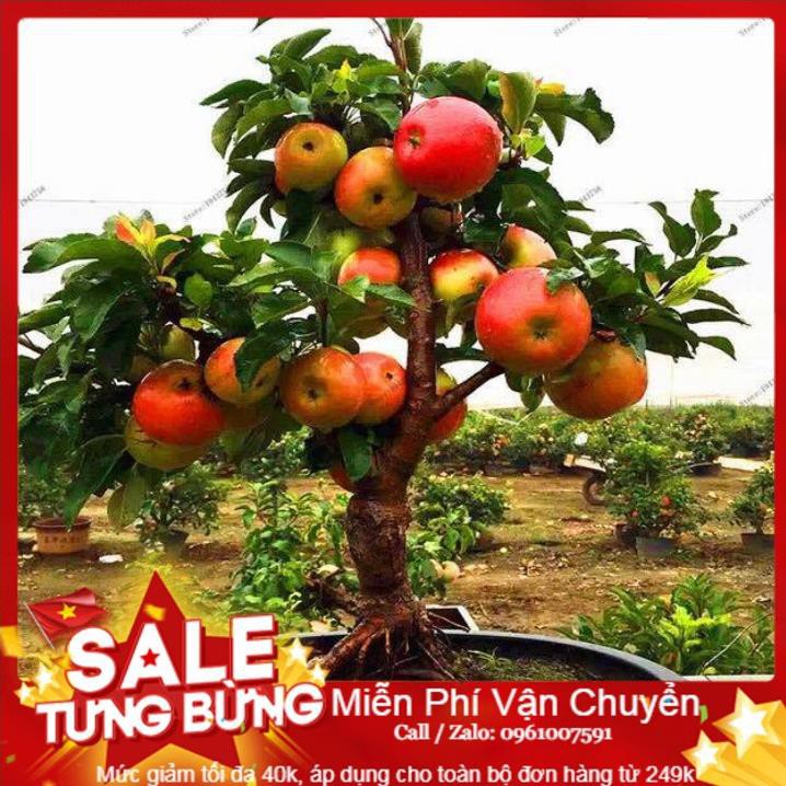 Hạt Giống Táo Đỏ Lùn - 10 Hạt [ Tặng bộ dụng cụ làm vườn Mini 3 món ]