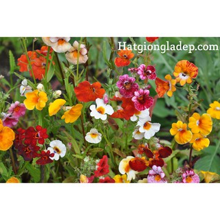 Hạt Giống Hoa Nemesia