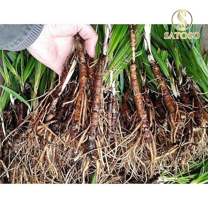 Sâm cau đen (Tiên mao) SATOSO 1kg thượng hạng tốt cho sinh lực nam giới SA55