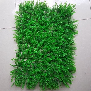Cỏ tai chuột trang trí nội ngoại thất