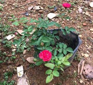 Hồng Chùm Son