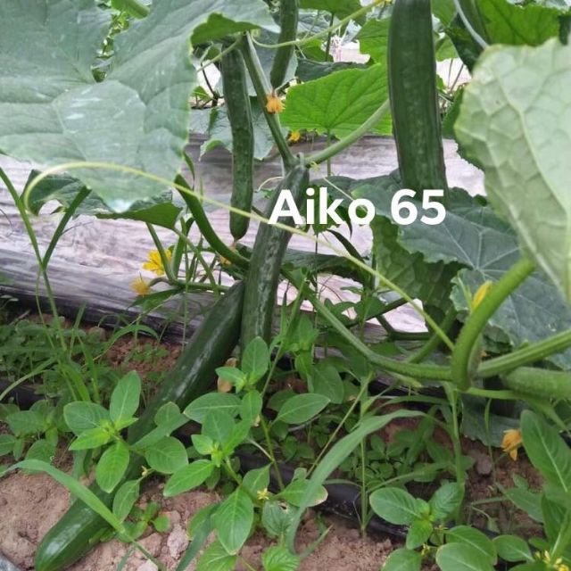 Hạt giống Dưa leo Baby tự thụ phấn AIKO chịu nhiệt tốt Hạt Giống Dưa Leo Nhật Bản Quả Dài Năng Suất
