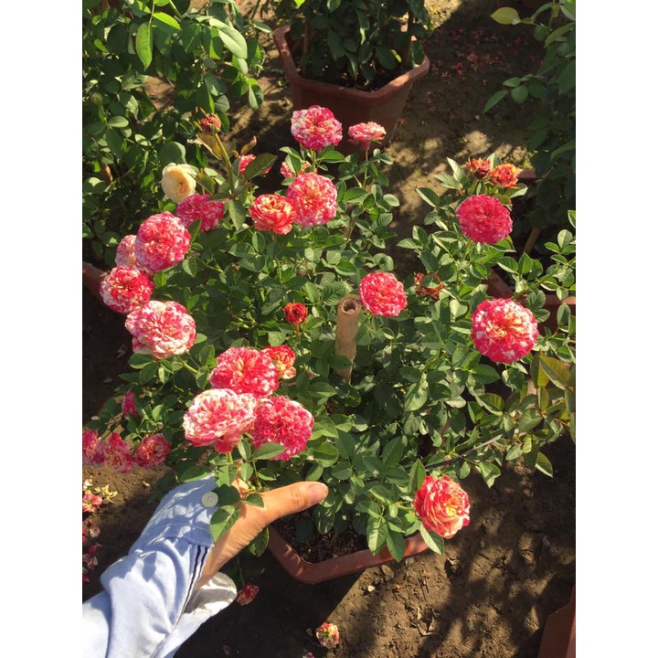 Hoa hồng ngoại Party Ranucula vũ điệu màu sắc -Hoangoaimelinh