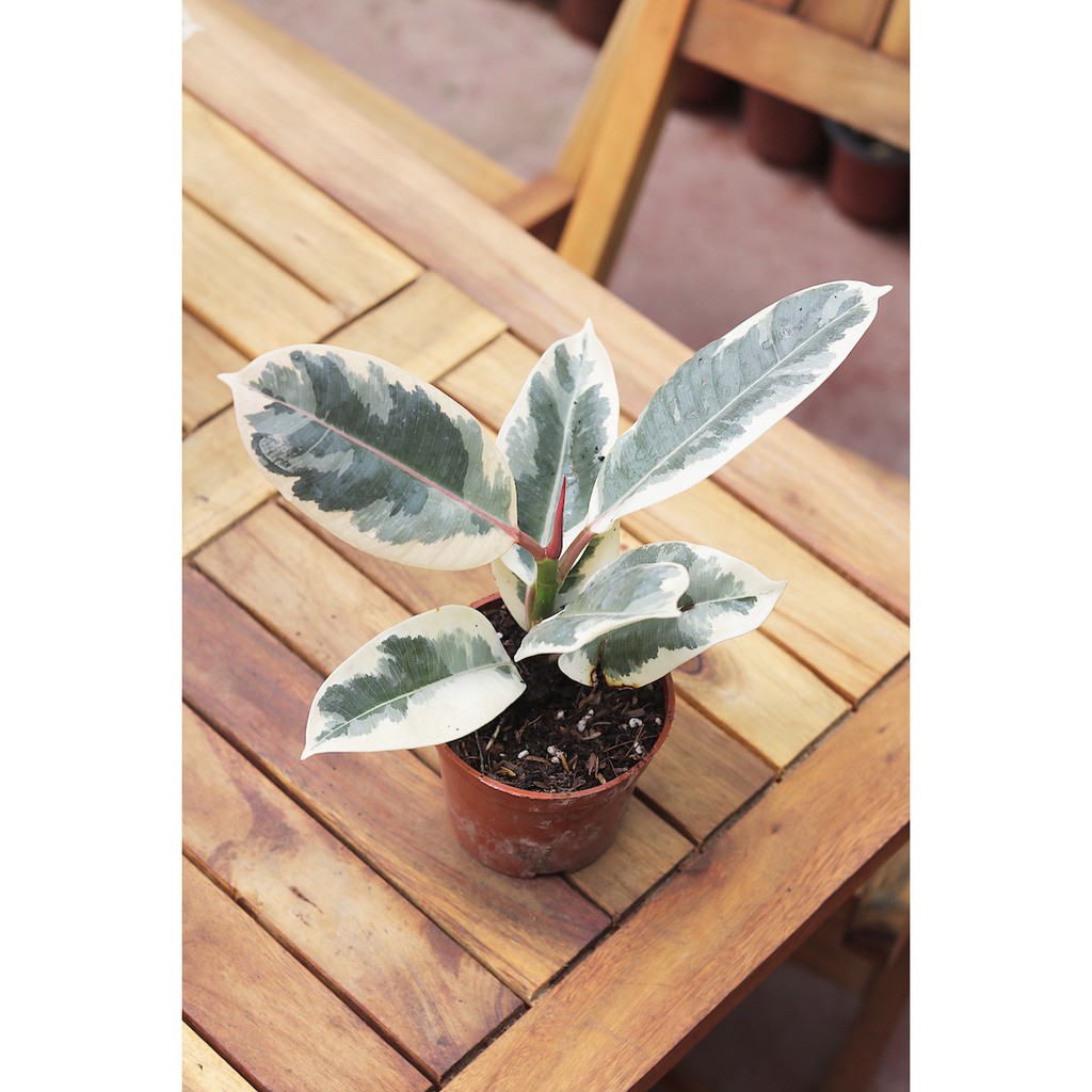 Cây Đa Cẩm Thạch Sô Cô La (Marble Rubber Tree, Ficus Elastica Tineke) &gt; 25cm