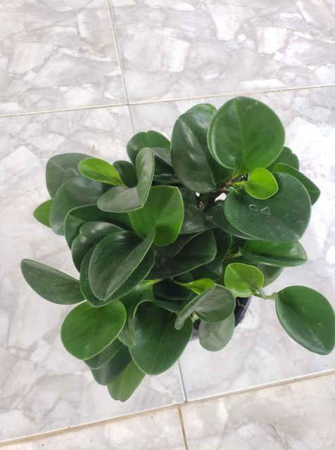 Cây Trường Sinh