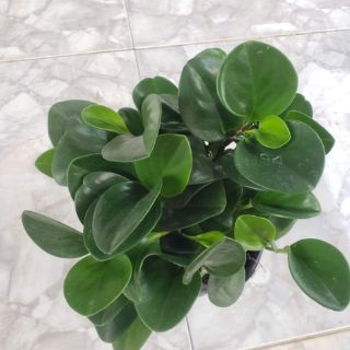 Cây Trường Sinh