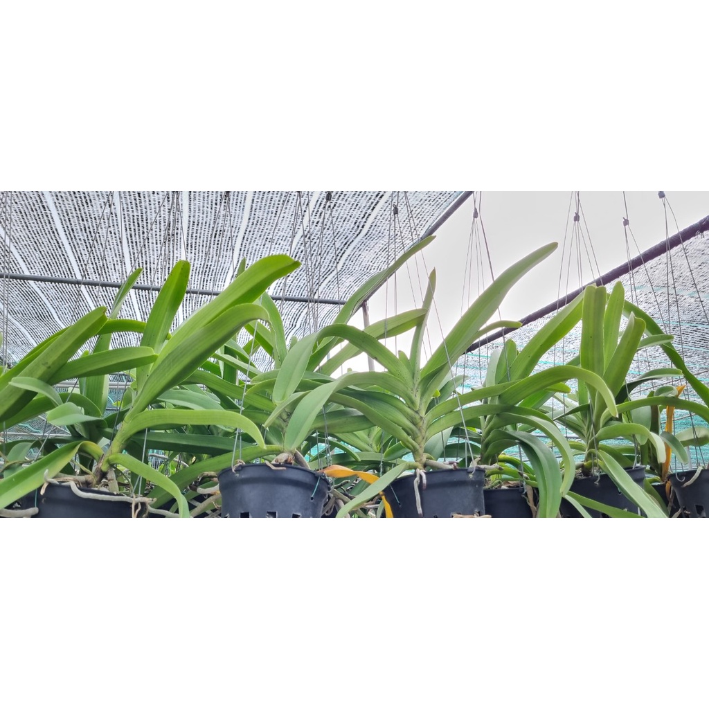 Hoa lan ngọc điểm lai Vanda