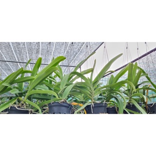 Hoa lan ngọc điểm lai Vanda