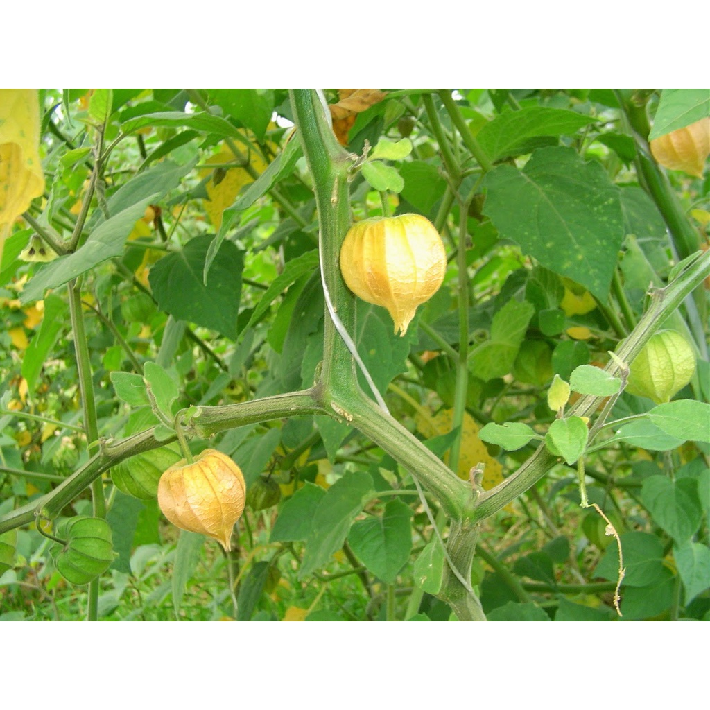Cây thù lù - tầm bóp phơi khô 1 ký sản phẩm sạch đẹp