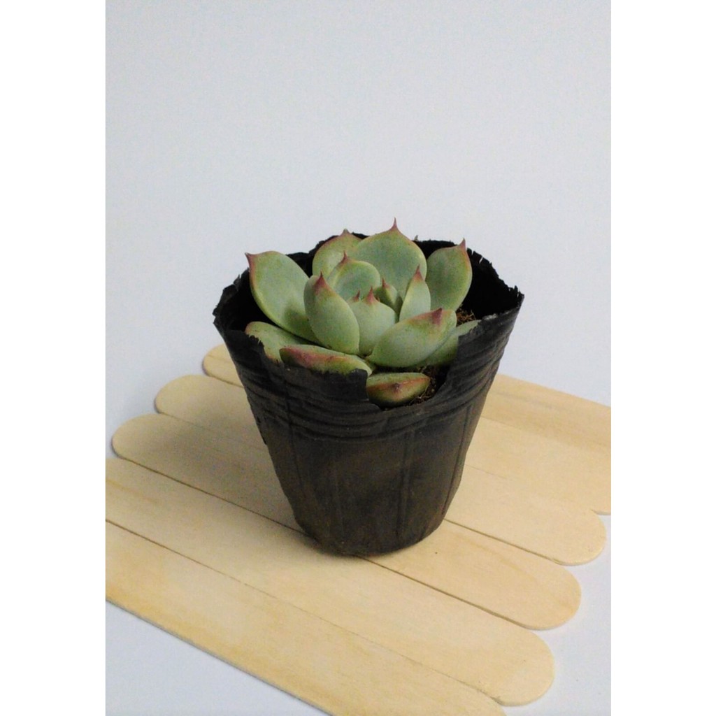Sen đá bầu nhỏ ngẫu nhiên size 5-8cm 🌵FREESHIP🔥Đã thuần khí nóng🌟  Bao đẹp