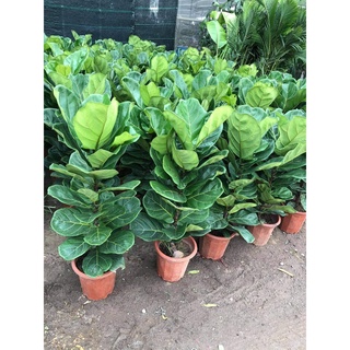 Cây bàng singapore cao 70 - 100cm giá 89k