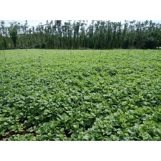 Mồng Tơi RĐ 38 ( 500 gr )