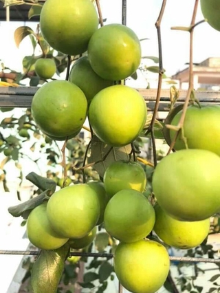 2 Cây Giống táo thái da xanh