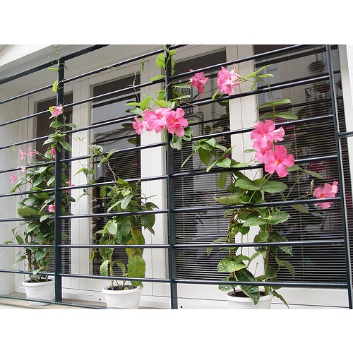 DEAL 1K - Hạt giống hoa Hồng Anh leo cho tường nhà rực rỡ sắc hoa 20 hạt ĐẾN MÙA TRỒNG TẾT