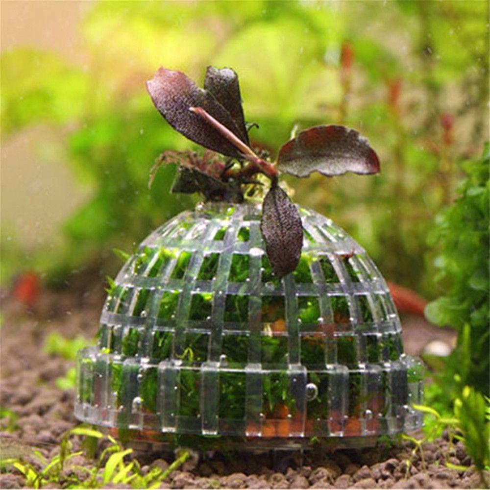 Quả Bóng Rêu Trang Trí Bể Cá
