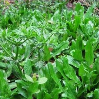 Củ cây mùi tàu(6 củ)