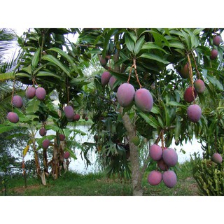 Cây giống Xoài Tím Thái Lan. ( Cho trái sớm)