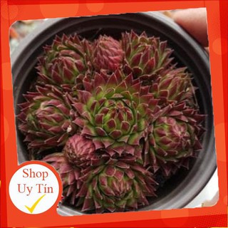 sen đá Phật bà giống mới s2 trung🍏 |FREESHIP| 🔥 XỨ NÓNG, ĐÃ THUẦN KHÍ HẬU, KHOẺ ĐẸP 🍏 LỖI 1 ĐỔI 1