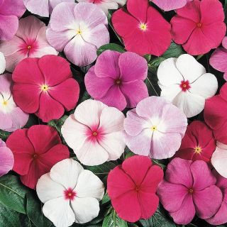 Hạt giống hoa DỪA CẠN (Vinca Mix) nhiều màu