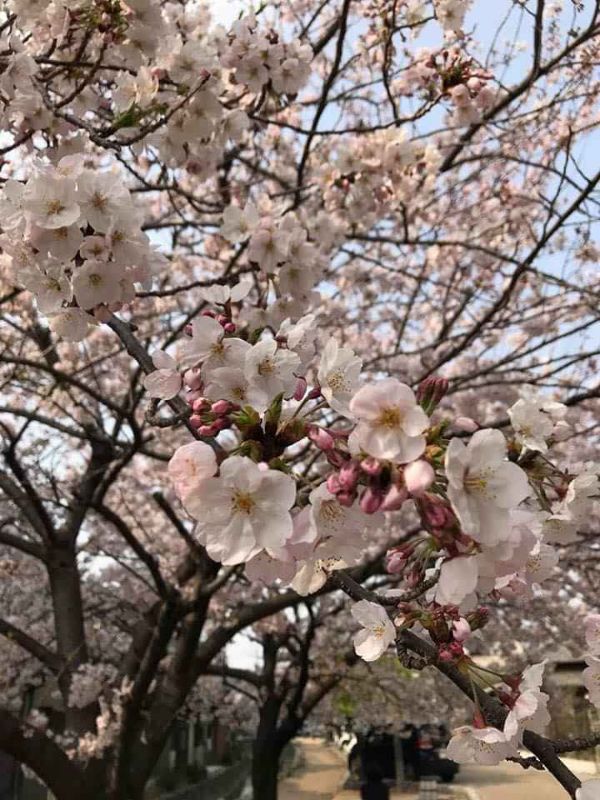 Cây Hoa Anh Đào Nhật Bản.., Ra Hoa Quanh Năm
