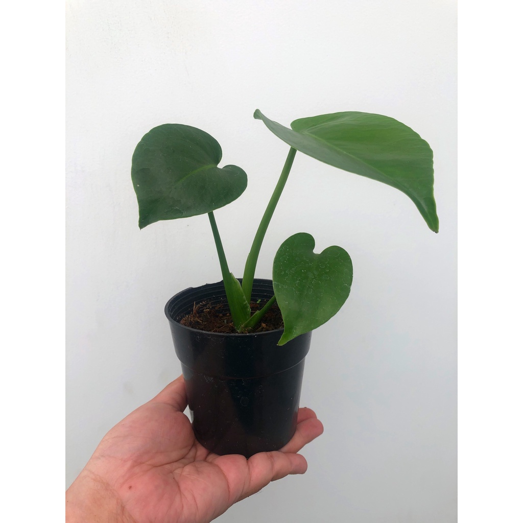Cây giống trầu bà Lá Xẻ Nam Mỹ Monstera Deliciosa , cây cảnh phong thủy trồng trong nhà, kiểng lá, giá rẻ