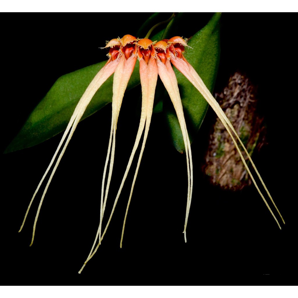 Lan Lọng Bulbophyllum Claviforme