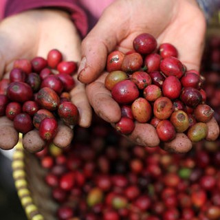 (2 Gói 500gr) Combo 1Kg Cà Phê ARABICA Cầu Đất Rang Mộc - BDN Coffee