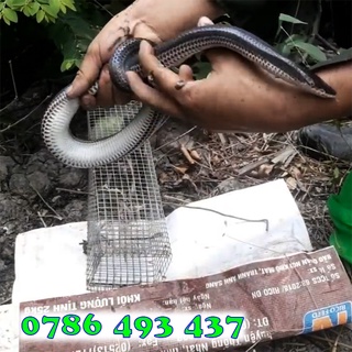 4 lồng bẫy rắn đa năng phù hợp bắt rắn từ nhỏ tới lớn