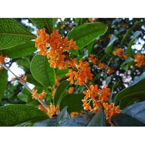 Hạt giống hoa Mộc Quế, hoa Mộc hương, mộc tê 10 hạt Osmanthus fragrans seeds