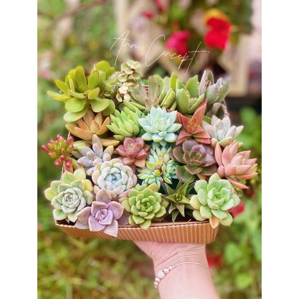 Combo 20 Sen Đá Mini Mix Màu Sặc Sỡ Ann Concept - Xuất xứ Đà Lạt - Thuần Mọi Khí Hậu