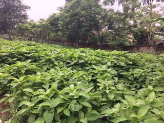 Combo 30 cây Chè Khổng Lồ