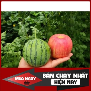[ Big Sale ] 15H - Hạt giống dưa hấu Táo Hàn Quốc