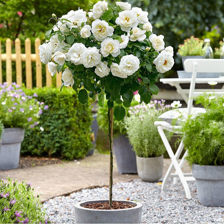 Hạt giống hoa hồng thân gỗ Tree Rose nhiều màu 20 hạt_ tặng kèm 3 viên nén ươm hạt