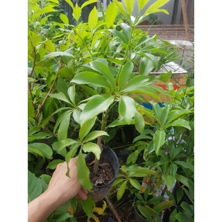 Chậu cây Ngũ Gia Bì đuổi muỗi