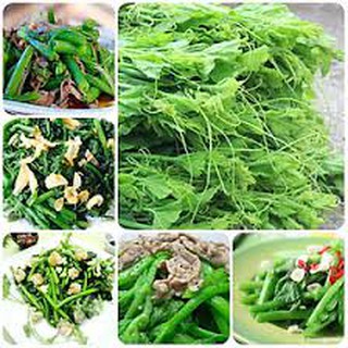 20 hạt giống bí siêu ngọn