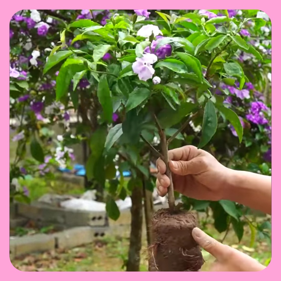 Cây hoa nhài nhật hai màu cao 60cm, hoa thơm, nở quanh năm, lỗi 1 đổi 1