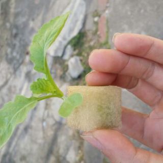 😊😊😊BỘ 5 MÚT XỐP ƯƠM HẠT 😊😊😊