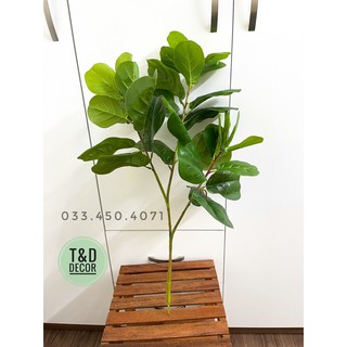Cây bàng singapore 70cm