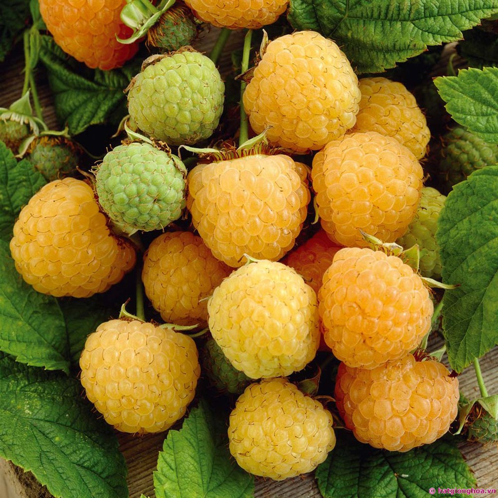 30 Hạt giống Mâm xôi Vàng 