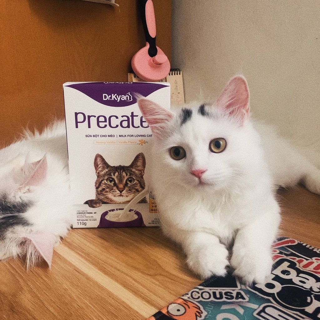 [2 Hộp] Precaten Sữa Cho Mèo Con Sữa Precaten Mèo Sơ Sinh Hộp 110g - Bobo Pet Shop Hà Nội