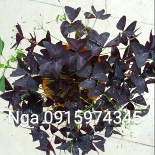 Set 10 củ hoa bướm đêm