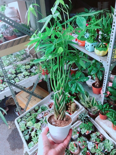 Chậu Kim Ngân 5 Thân Nhỏ