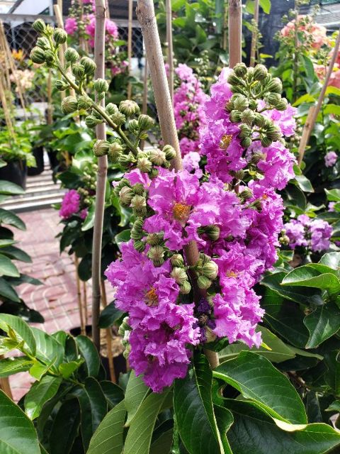 Cây Bằng Lăng Thái Loại Siêu Bông