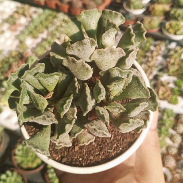 Sen đá tay gấu nhăn size trung
