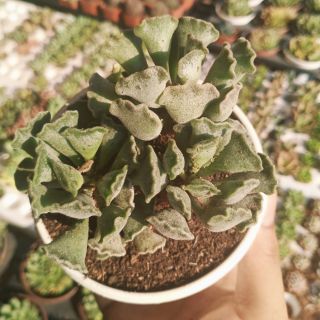 Sen đá tay gấu nhăn size trung