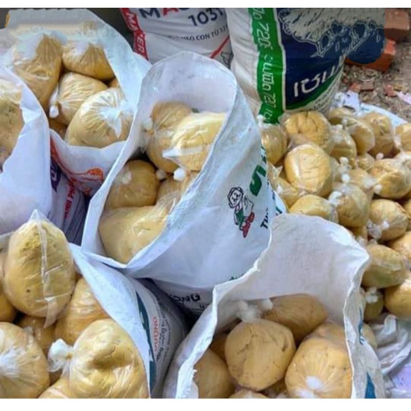 Khoai lang mật ủ chua , câu chép, trắm, trôi cực kỳ hiệu quả.