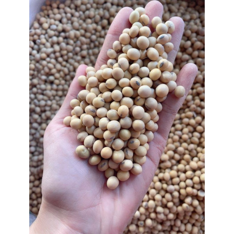Đậu Nành Sống Hữu Cơ SallyFood 1kg Đỗ Tương Quê Sạch Giống Thuần Chủng Nông Sản Quê Sally Food