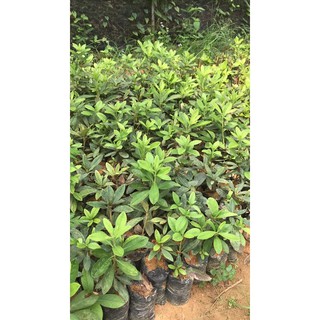 20 cây đỗ quyên,10 nhài nhật