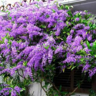 Cây giống hoa mai xanh Thái hoặc Đà Lạt