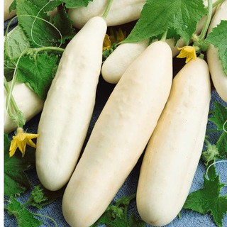 30 hạt giống dưa chuột trắng